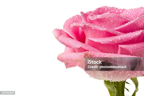 Pink Rose Detail - zdjęcia stockowe i więcej obrazów Fotografika - Fotografika, Główka kwiatu, Horyzontalny