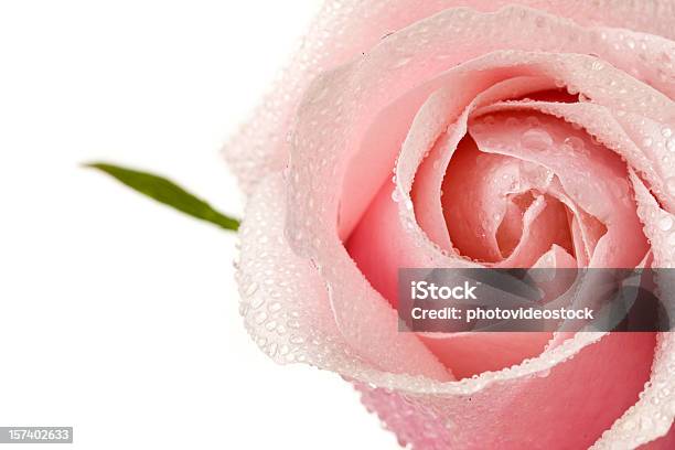 Photo libre de droit de Rose Rose Avec Des Gouttes De Rosée Et Vert Feuille banque d'images et plus d'images libres de droit de Rose - Fleur