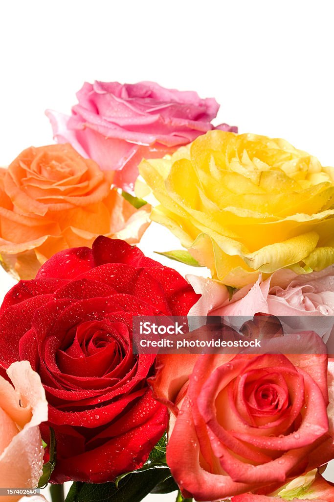 Multi cor buquê de rosas - Foto de stock de Amarelo royalty-free
