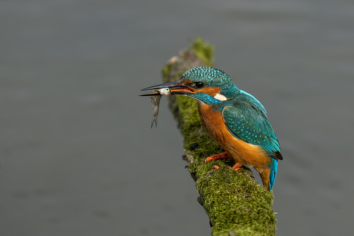 Male common kingfisher (Alcedo atthis) catching a small fish.