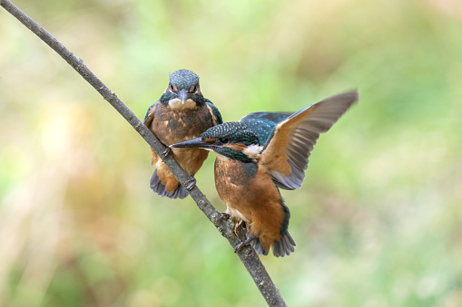 Two young common kingfishers (Alcedo atthis) balancing on a twig.
