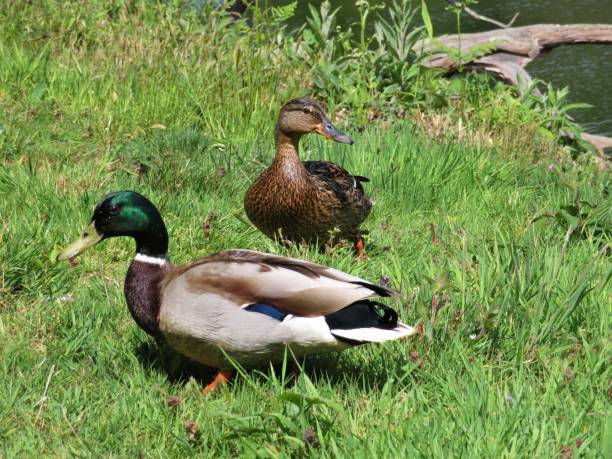 istock A male and female Mallard Duck 1574026640