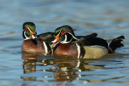 Two male wood ducks (Aix sponsa) swimming in a lake.