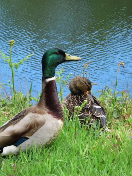 istock A male and female Mallard Duck 1574027159