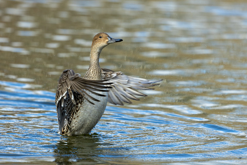 Female northern pintail (Anas acuta) flapping wings.