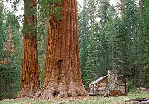 giant sequoia bäumen und log cabin - sequoiabaum stock-fotos und bilder