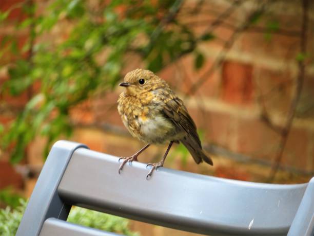 istock Female Robin perched on a chair 1574028769