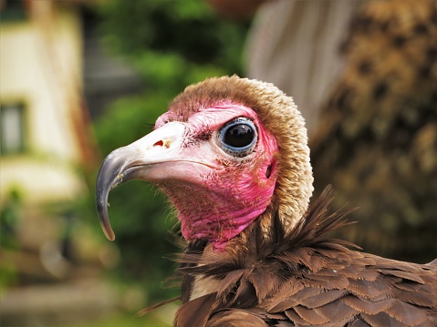 A Close up of a Hooded Vulture (Necrosyrtes Monachus)