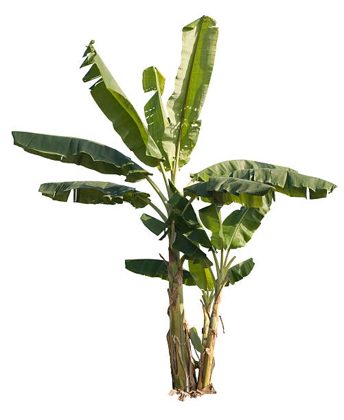 Banana tree with clipping path. A Banana tree, isolated on white with clipping path. Provides a tropical design element in colour or silhouette.  tropical tree stock pictures, royalty-free photos & images