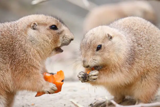 Photo of Prairie dogs eating carrot