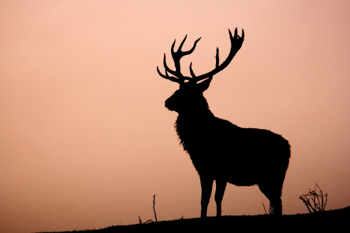 An early morning image of a Fallow deer stag in the thick mist