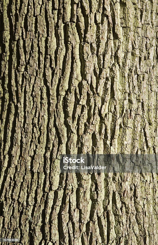 樹皮 - オークの木のロイヤリティフリーストックフォト
