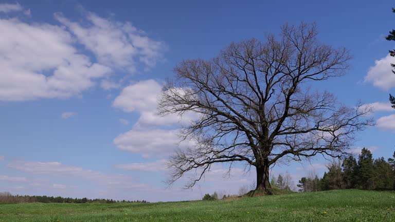 old oak in early spring without green foliage