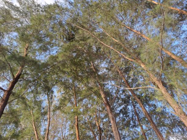 istock Tall pines full of leaves 1574030524