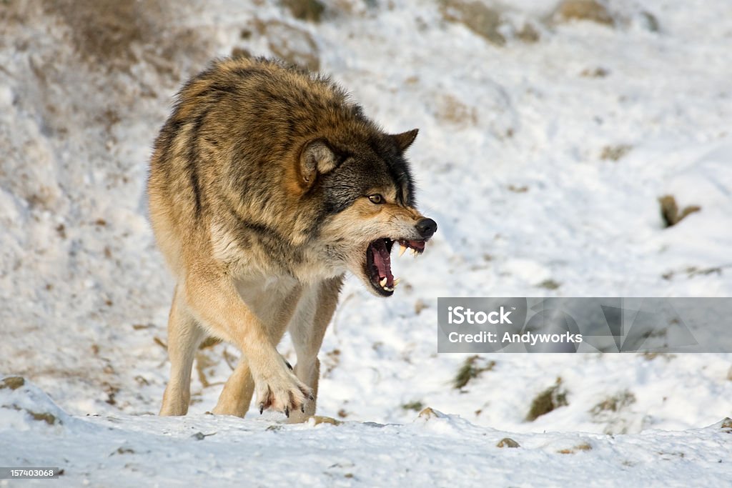 Wolf-Agression - Lizenzfrei Wolf Stock-Foto