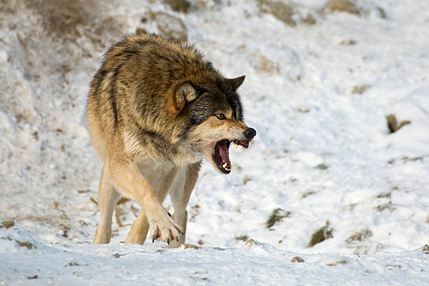 Wolves Intimidating 4,300+ Aggressive Wolf Stock Photos, Pictures & Royalty-Free Images ...