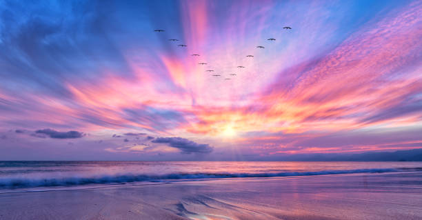 istock Sunset Bird Surreal Inspirational Nature Abstract 1574031056