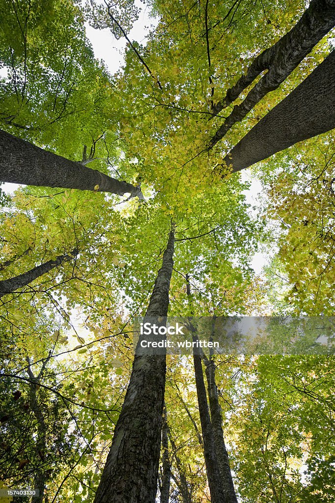 Las jesienią serii (XXL - Zbiór zdjęć royalty-free (Nie widzieć lasu spoza drzew)