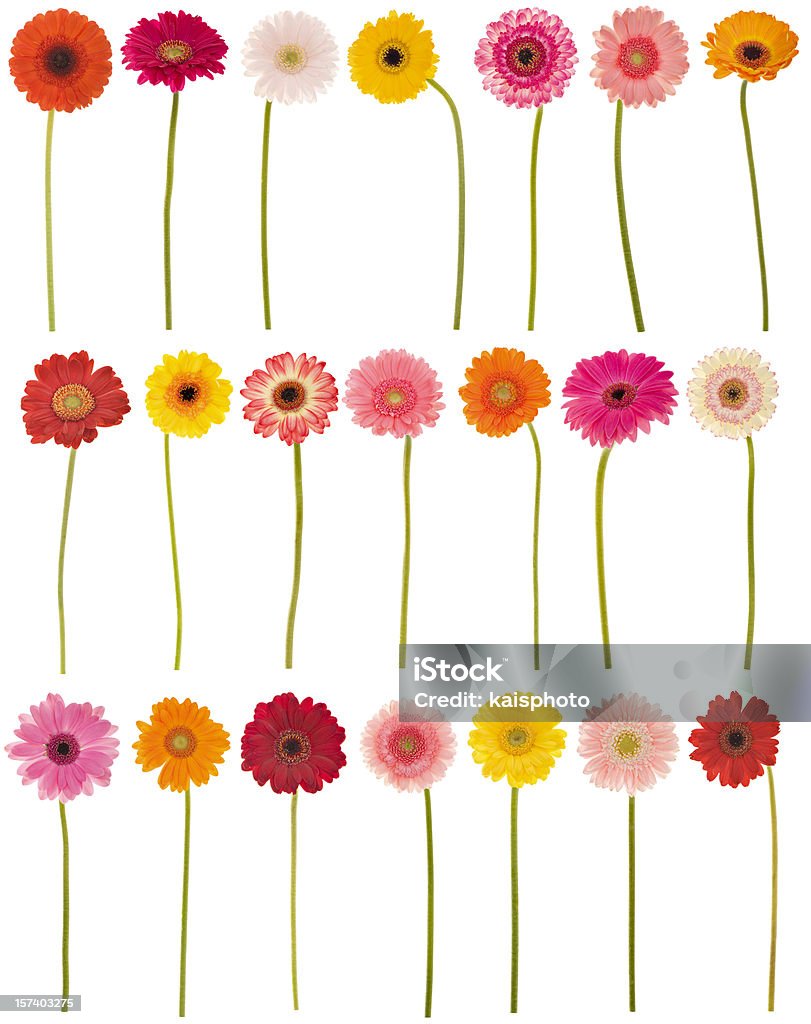 New selection of isolated Gerberas Large collection of isolated Gerbera daisies. Montage.  Gerbera Daisy Stock Photo