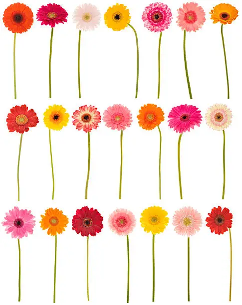 Large collection of isolated Gerbera daisies. Montage. 