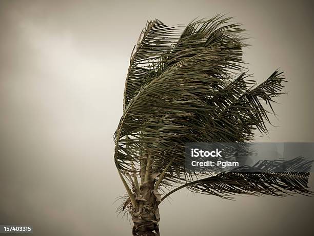 Foto de Furacões Libra Da Praia e mais fotos de stock de Furacão - Furacão, Palmeira, Ciclone