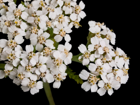 Jasmine flowers isolated on white