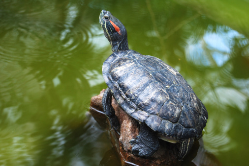 Pond slider (Trachemys scripta), or common semiaquatic turtle