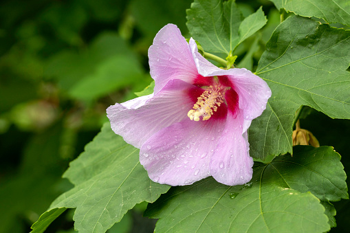 Close-up image of Hibiscus Syriacus (Rose of Sharon)
