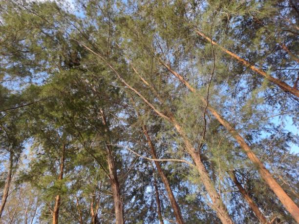 istock Tall pines full of leaves 1574033681