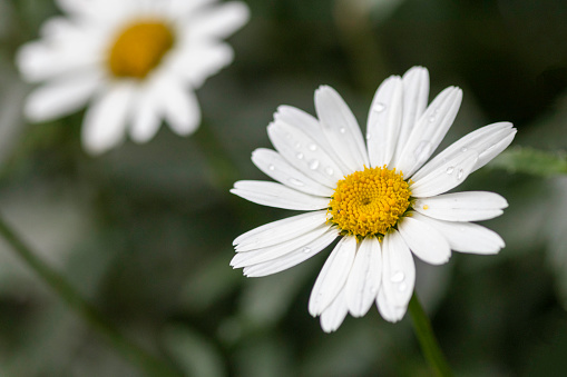 The yellow orange butterfly is on the white pink flowers in the green grass fields