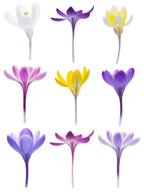 crocuses aislado - crocus fotografías e imágenes de stock