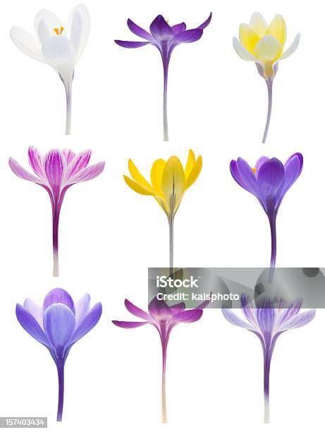 Isolado Crocuses - Fotografias de stock e mais imagens de Flor - Flor, Croco, Pequeno