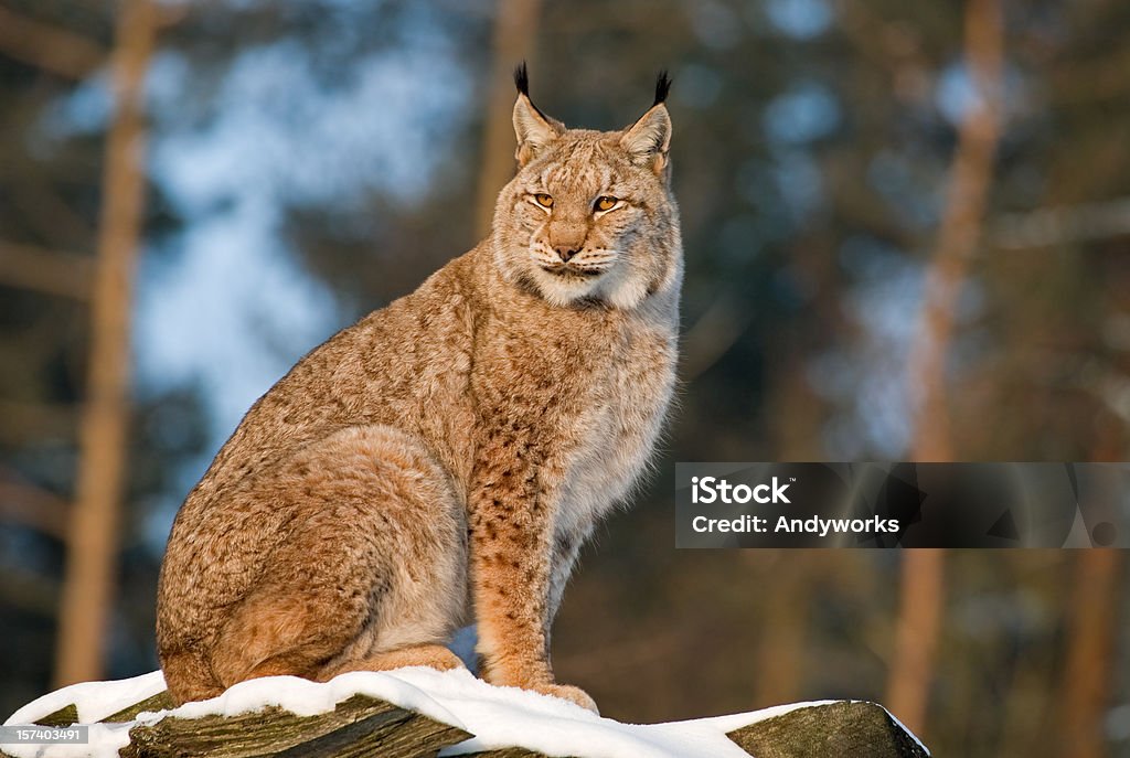 Lynx - Lizenzfrei Eurasischer Luchs Stock-Foto