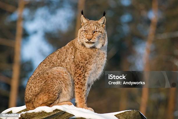 Lynx Stockfoto und mehr Bilder von Eurasischer Luchs - Eurasischer Luchs, Luchs, Wald