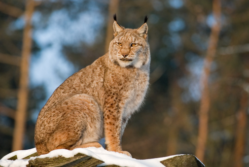 Carpathian lynx lies isolated on white background