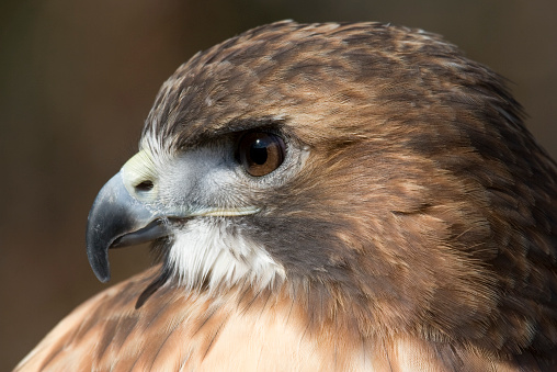 A portrait of a beautiful raptor -- a Red-tailed Hawk (Buteo jamaicensis) against a dark background.