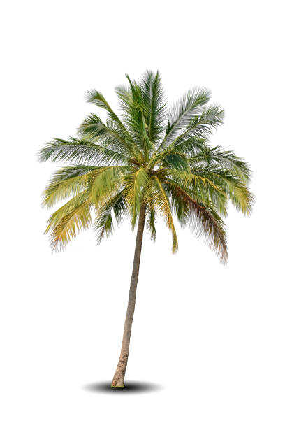 istock Vibrant foliage lone big tree Coconut isolated on white background. Evergreen palm tree for design. Tropical colorful exotic lush plant. Green leaf garden decor. Forest wood summer beach season 1574035243