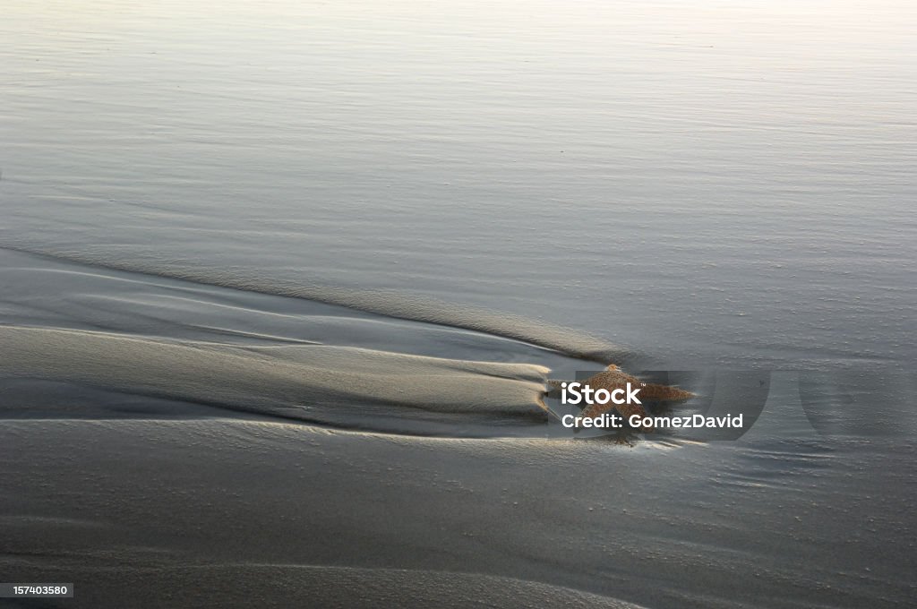 Einen Seestern am Strand - Lizenzfrei Einzelner Gegenstand Stock-Foto