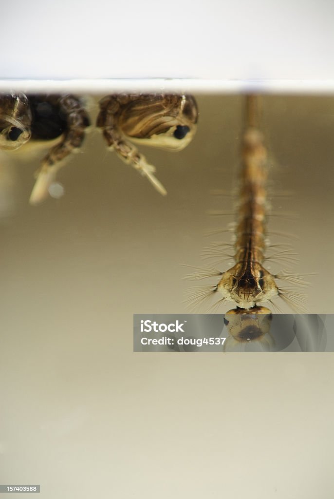 모기 유충 및 Pupa - 로열티 프리 미국흰줄숲모기 스톡 사진