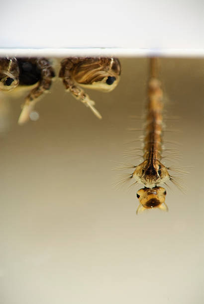 istock Mosquito Larva and Pupa 157403588