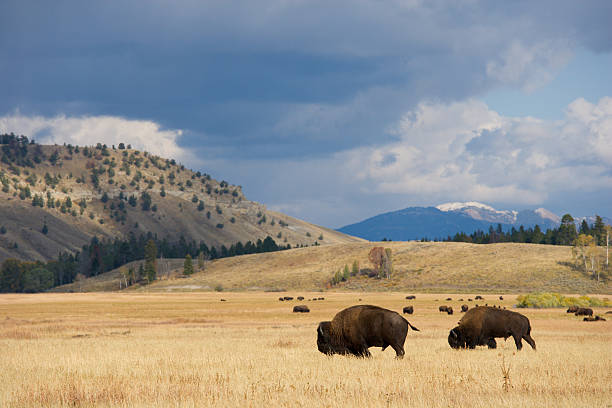 American Bison Herd on the Prairie