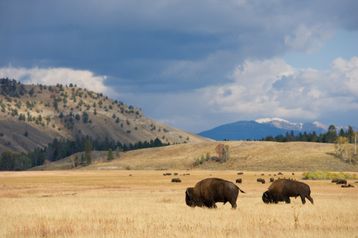 Landscape image of American Bison, Buffalo (Bos bison) grazing on the prairie in autumn with storm clouds moving in. Two animals predominant with herd in the background.