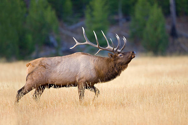 Elk Facts Pictures amp Information An Iconic North American Species
