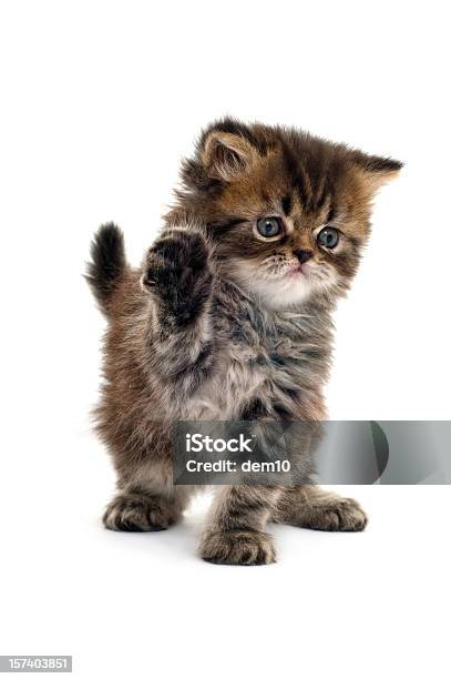 Niedliche Katze Stockfoto und mehr Bilder von Katzenjunges - Katzenjunges, Weißer Hintergrund, Hauskatze