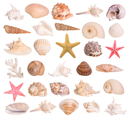 Colección de seashells photo