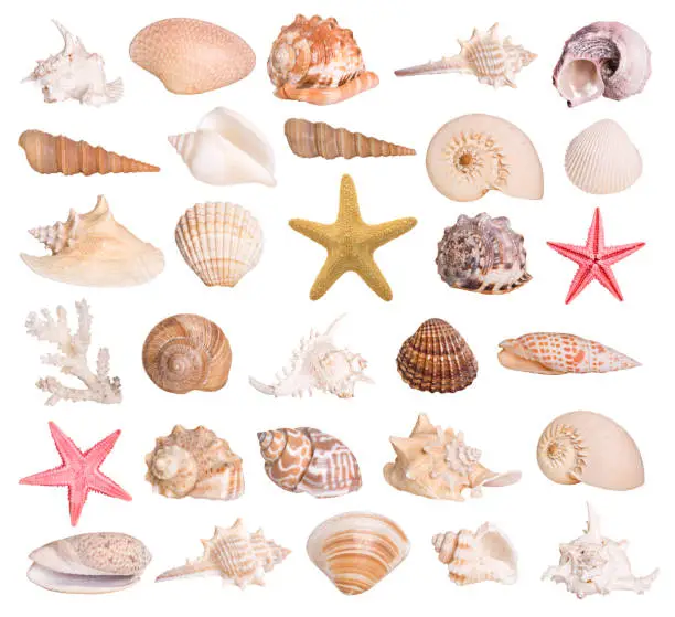 Photo of Collection of seashells