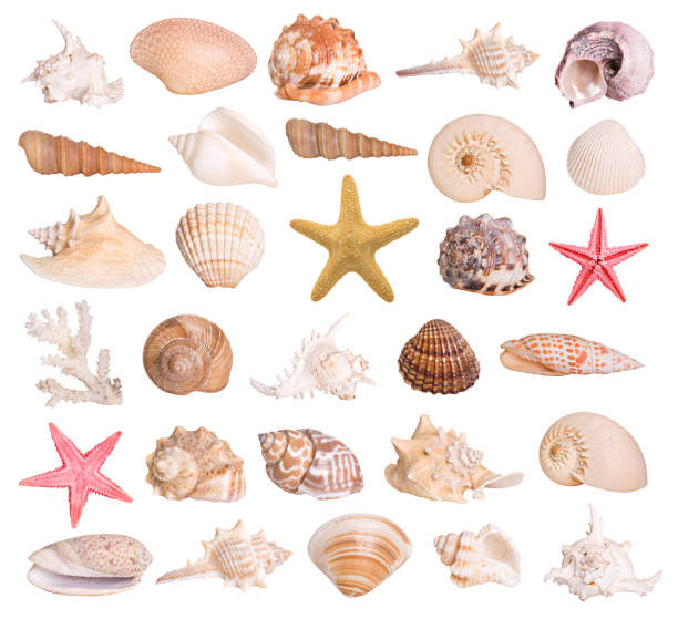 coleção de seashells - concha imagens e fotografias de stock