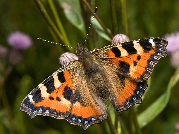 Butterfly Small Tortoiseshell  small tortoiseshell butterfly stock pictures, royalty-free photos & images