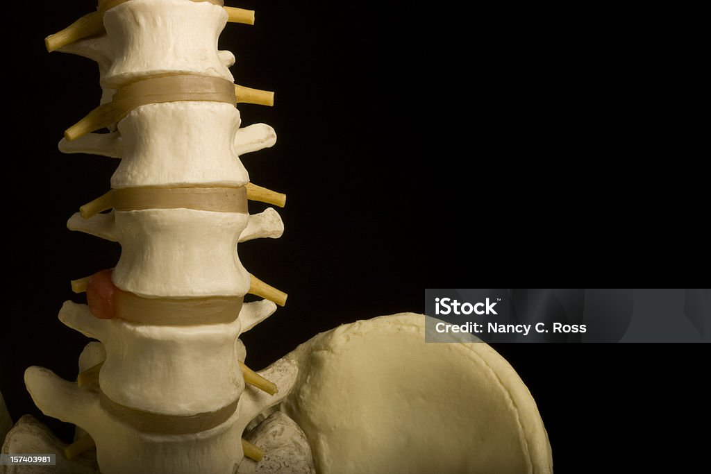휴머니즘 척추, 골반, 척추교정요법, 정형외과, 의료 모델, Heathcare, 격리됨에 - 로열티 프리 척추교정 지압요법 스톡 사진