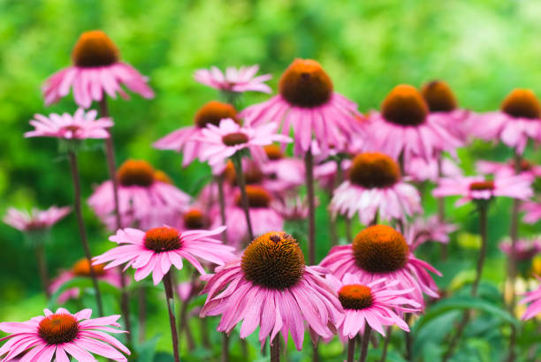 istock Echinacea purpurea 'Merlot' - X 157403993